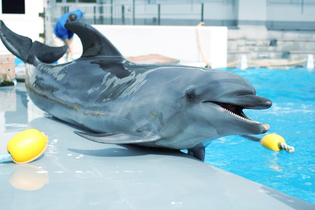 【美ら海水族館でイルカに触れる】10月から始まる新プログラム詳細は？