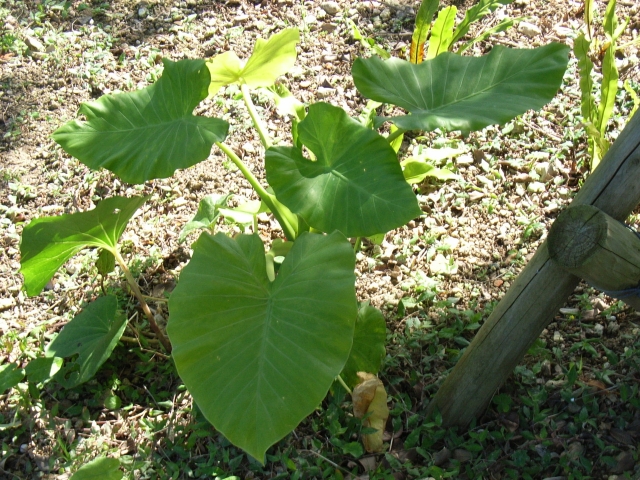 ドゥル天に使う田芋にまつわる話