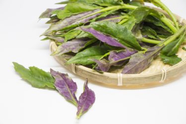 【ハンダマの栄養素】沖縄の伝統野菜について調べてみた