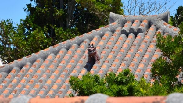 「シーサー=魔除け」という現代における捉え方は?