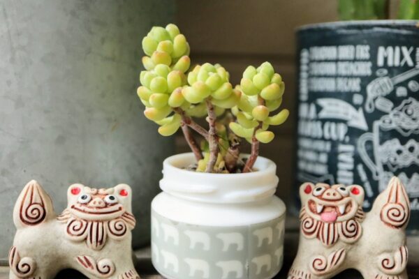 玄関に存在する他のインテリアとシーサーとの関係性は？